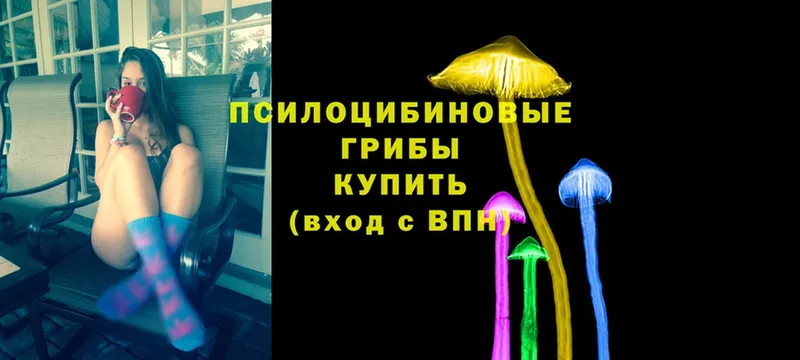 Псилоцибиновые грибы Psilocybe  Трубчевск 